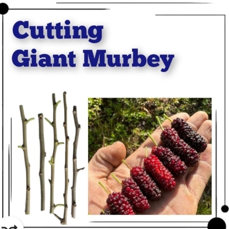 Tanaman Buah MURBEI JUMBO - Murbei Giant - Cutting