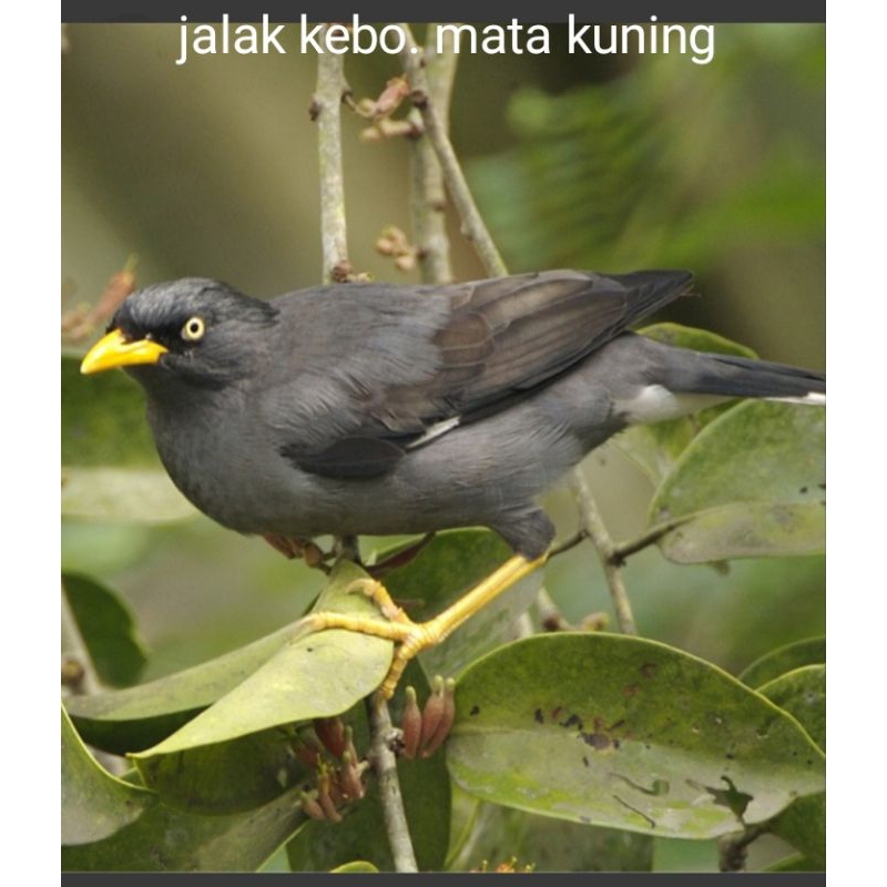 Jalak Kebo Mata Kuning makan voer