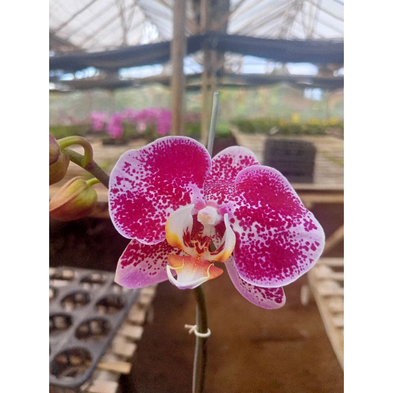 anggrek bulan grade B ungu bercak kecil phalaenopsis hybrid bunga besar kondisi knop mekar angbul bi