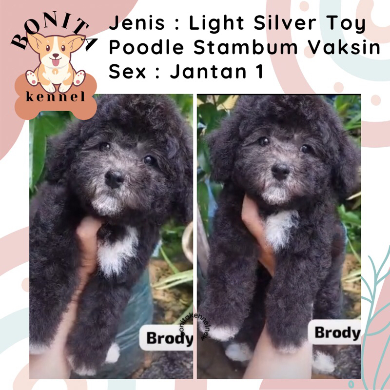 Silver Toy Tiny Poodle Stambum Jantan Betina Anak Anjing Poodle Silver