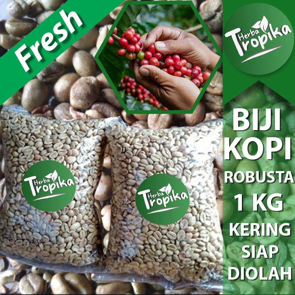 

Buah Biji Kopi Robusta Kering Siap Konsumsi toko herba tropika