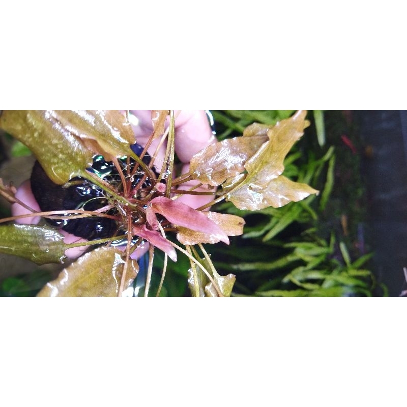 cryptocoryne petchi pink/cryptocoryne per batang , tanaman aquascape, tanaman air