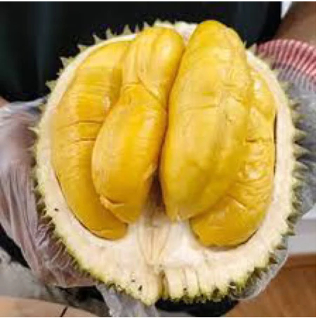 PAKET 2 Bibit Tanaman Durian Monthong Okulasi Bibit Durian Montong Kaki 3 Bibit Duren 50cm-60cm