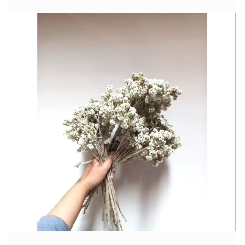 Bunga Edelweis Kering , Bunga abadi buket besar,bunga rustik dekorasi