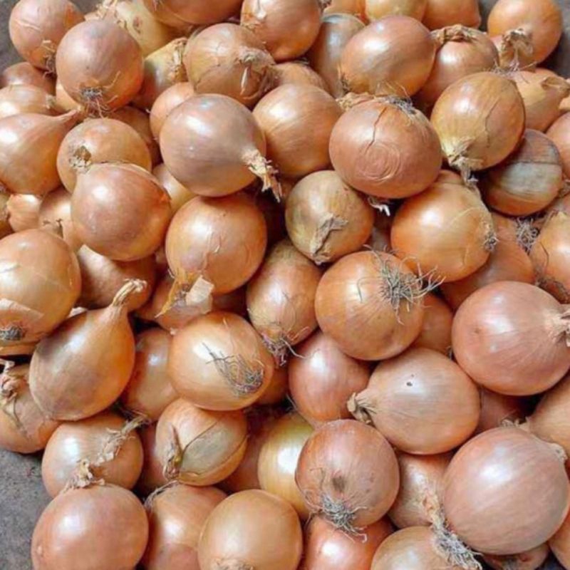 

BAWANG BOMBAY SEDANG Lokal sekilo