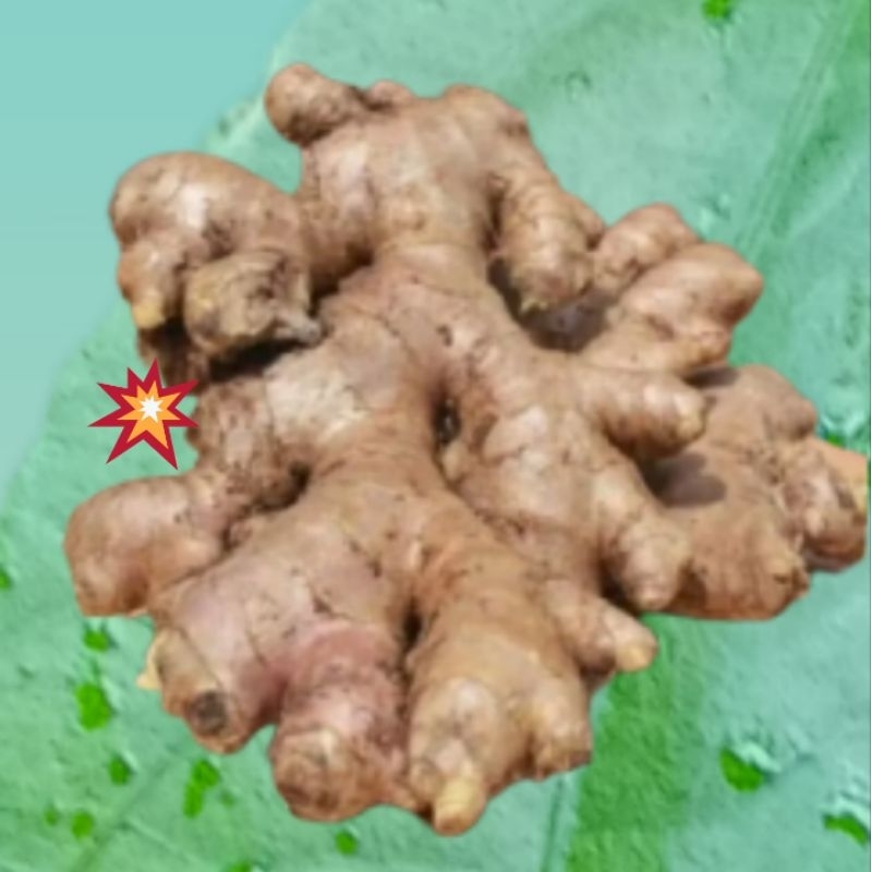 

jahe emprit lokal Garut bumbu ,rempah obat herbal sahabat cheff teman ibu di dapur, teman dekat sayuran.