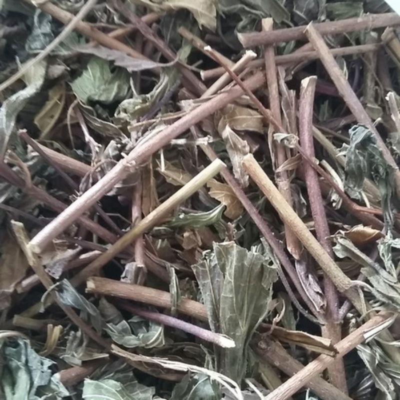 

Daun kumis kucing kering