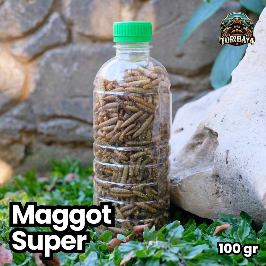 Dried Maggot / Larva Kering / Pakan Ikan