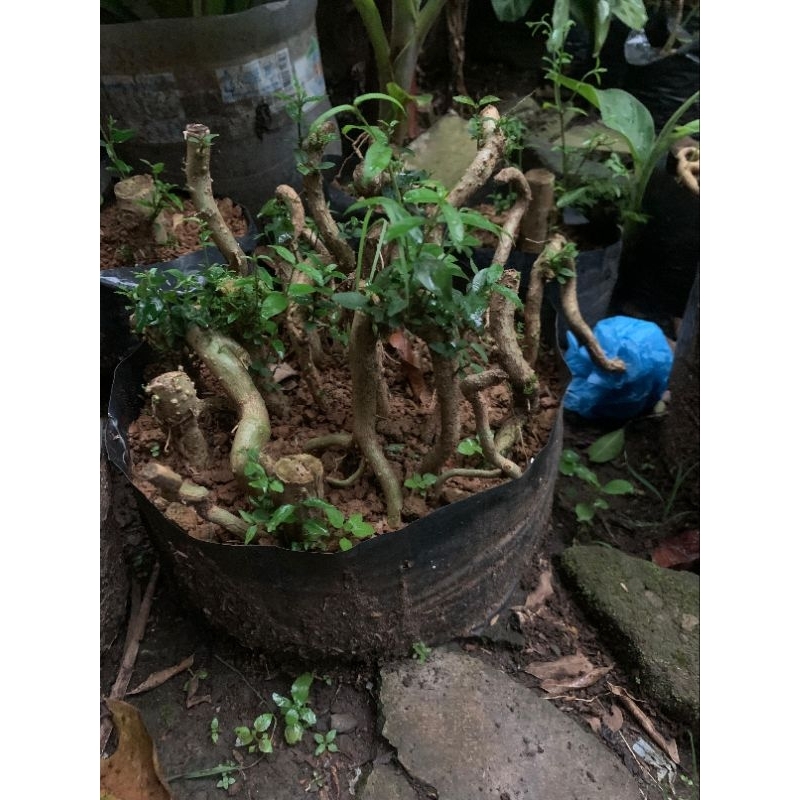 sancang,kimeng prokar, akar anput,dan waru varigata