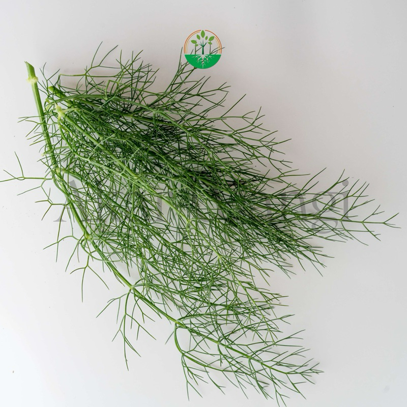 

Herb Series Dill Akar Wangi