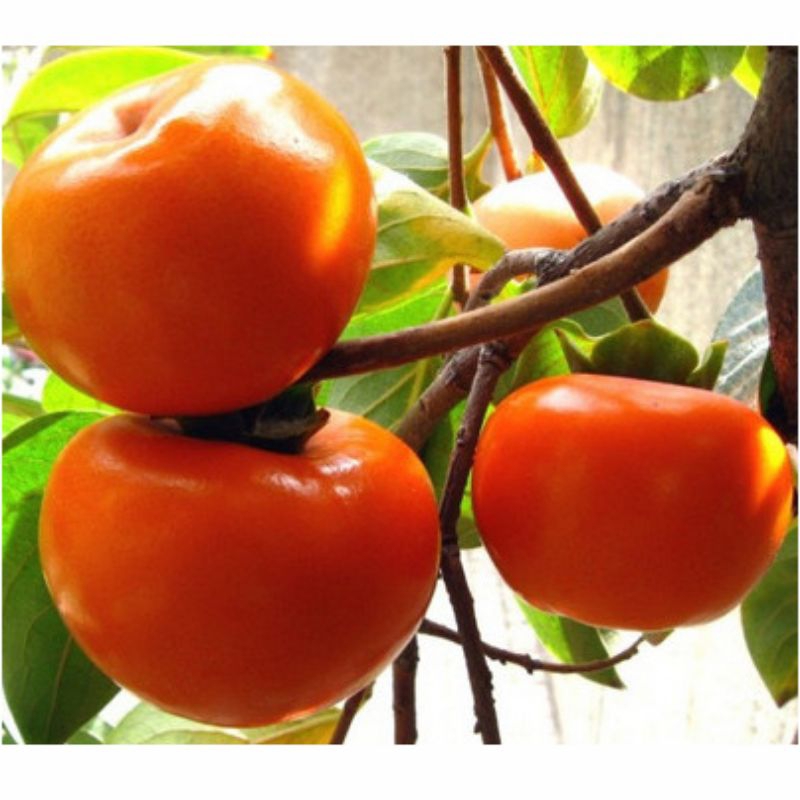 bibit kesemek jepang