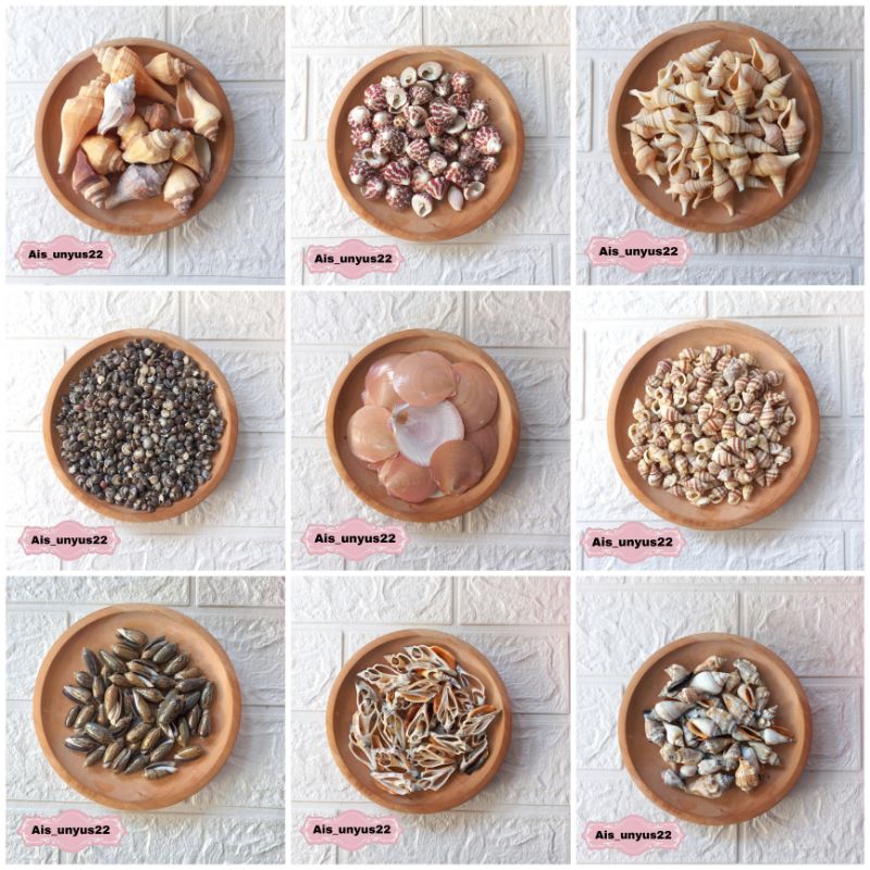 Bahan cangkang kerang / cangkang kerang / cangkang kerang asli