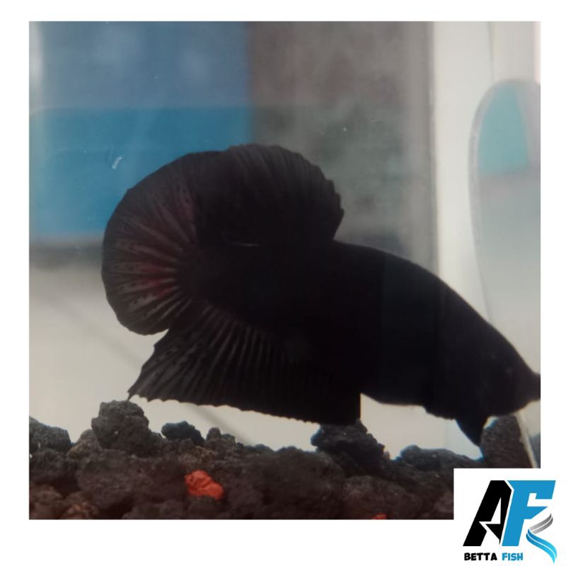 cupang black line avatar, cupang avatar gordon black series real pict