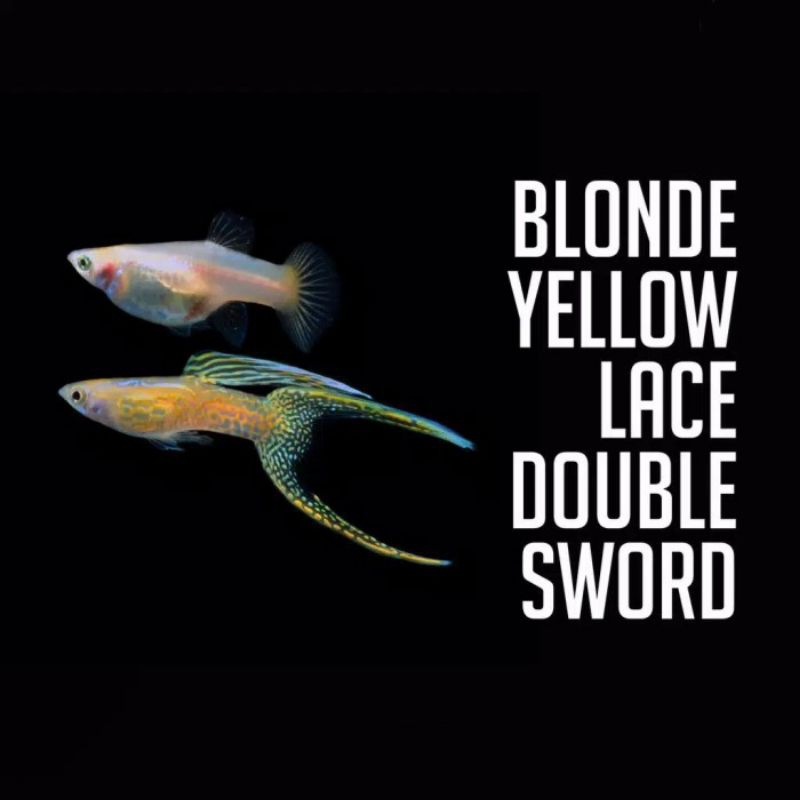 guppy yellow lace dobleswordt
