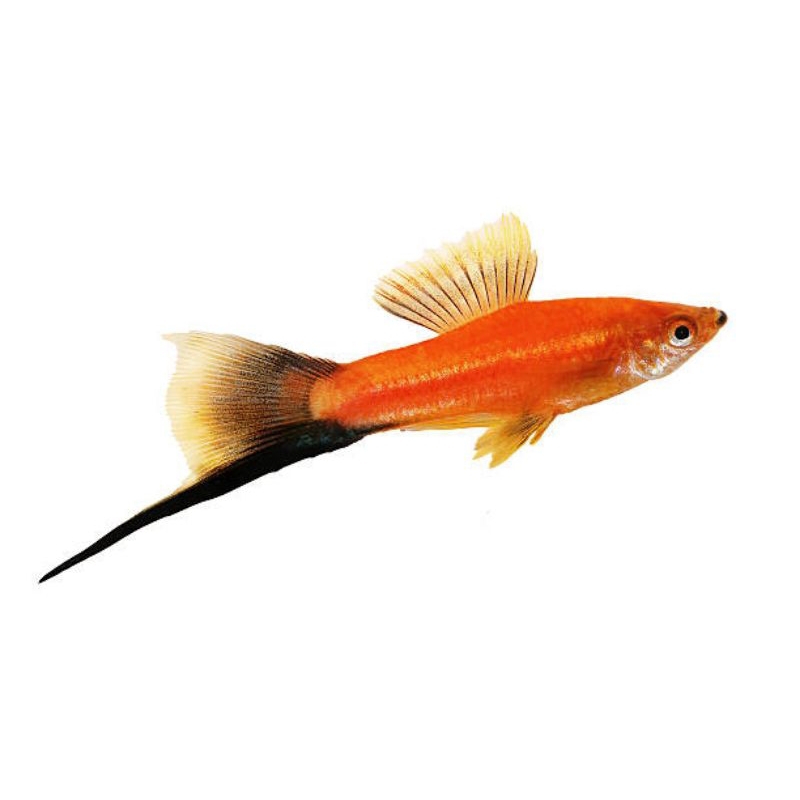 platy swordtail black red