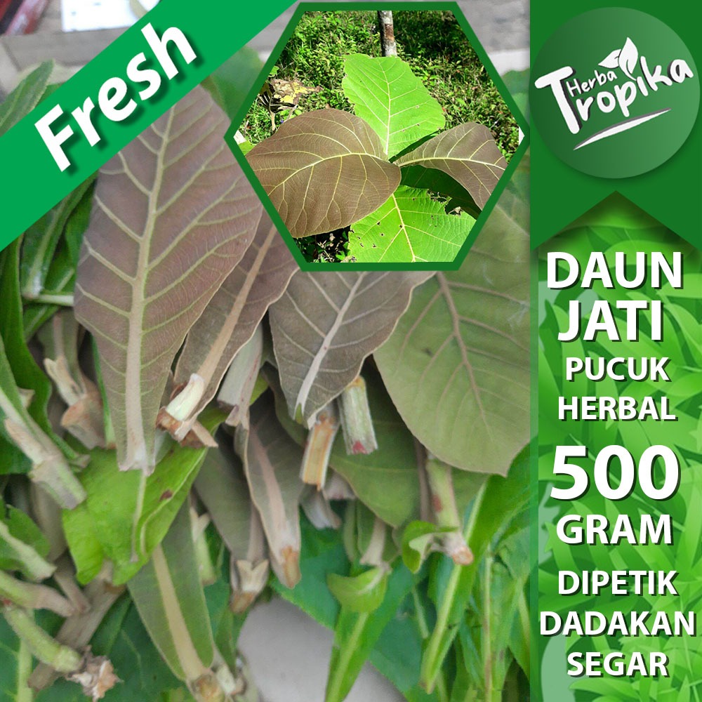 

Daun Dlingo atau jaringao jaringau fresh segar diambil dadakan ketika ada orderan masuk Berat 250 gram MANFAAT DAUN DLINGO : Mengatasi gangguan saraf, seperti epilepsi dan autis Mengatasi peradangan dan demam Mengatasi sakit kepala, peradangan sendi, da