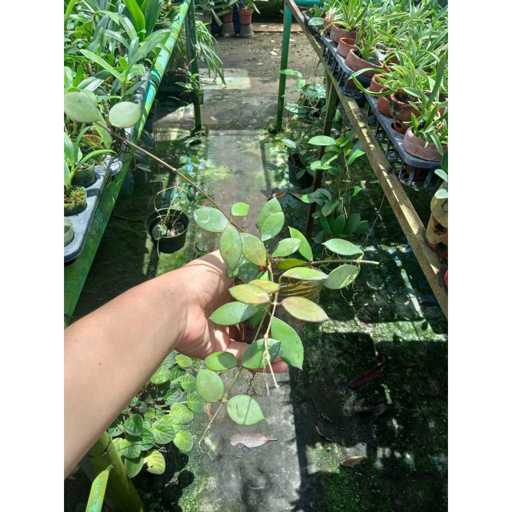 Hoya Sp Sulawesi tanaman dewasa