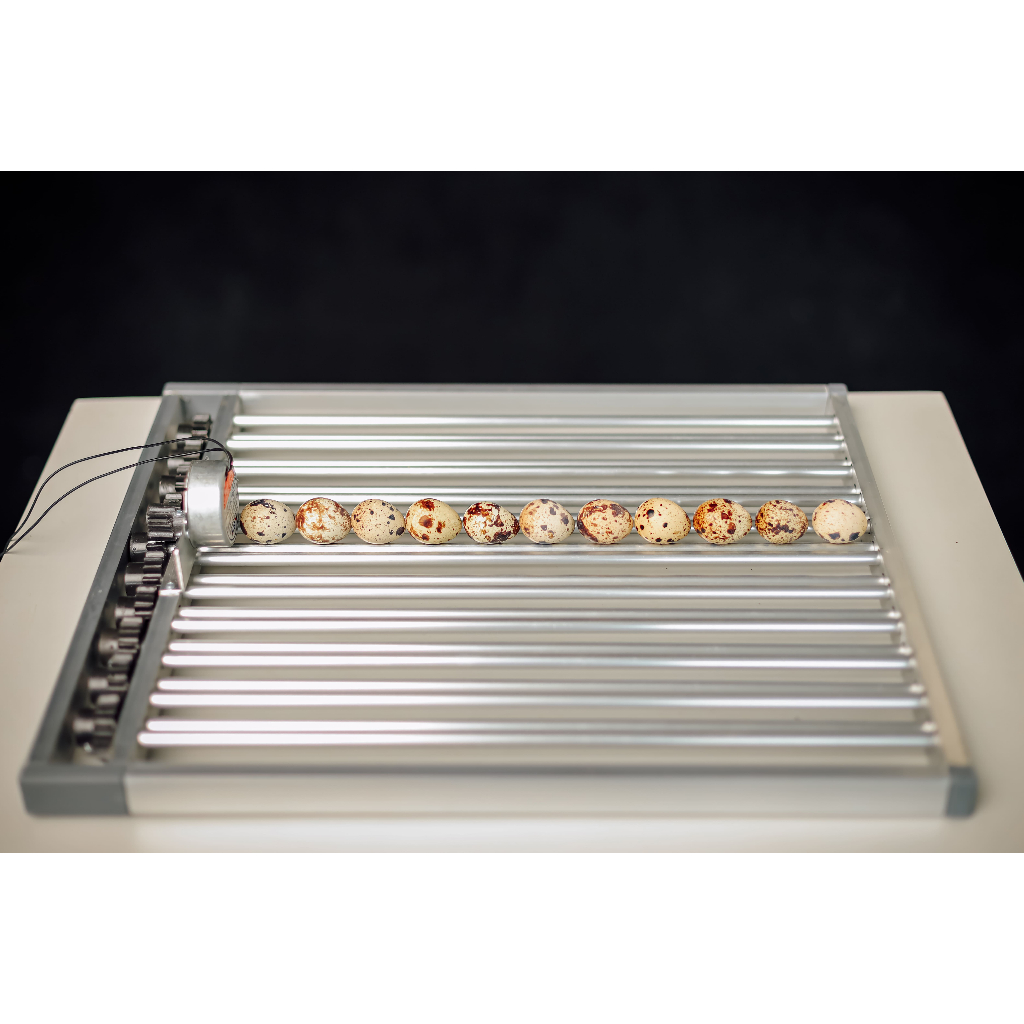 rak mesin tetas telur burung puyuh murai