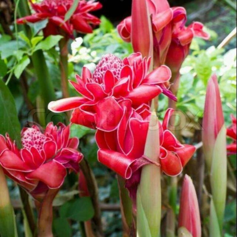 Bibit combrang /kecombrang