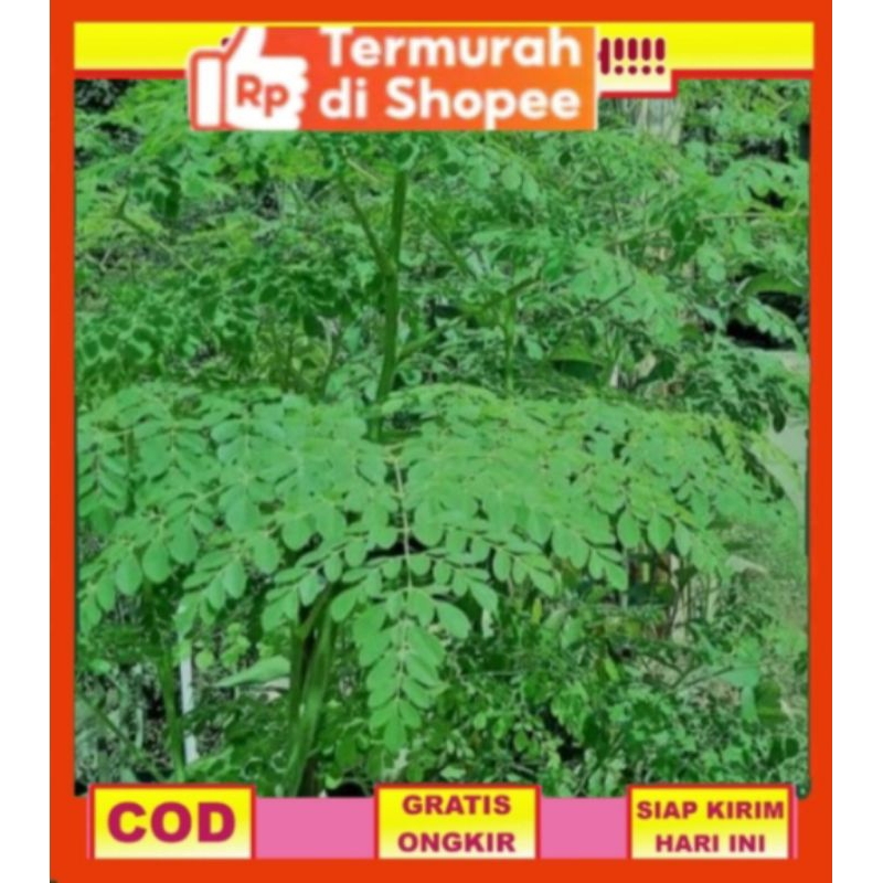 

DAUN KELOR FRESH 250 GRM PETIK KALO ADA ORDERAN YA KAKA