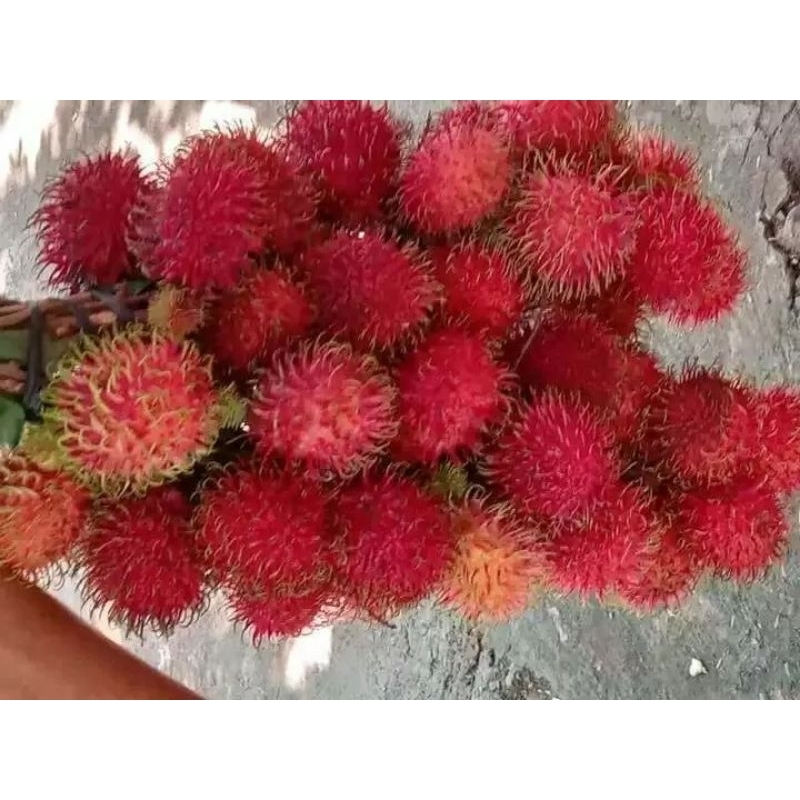 

Rambutan manis 1kg kondisi segar fresh