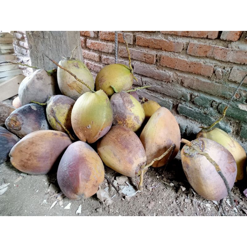 

Kelapa Tua Sudah Kupas kelapa tua kelapa super