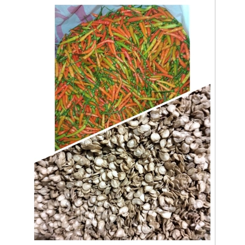 Benih cabe samia repack 2.5 gr
