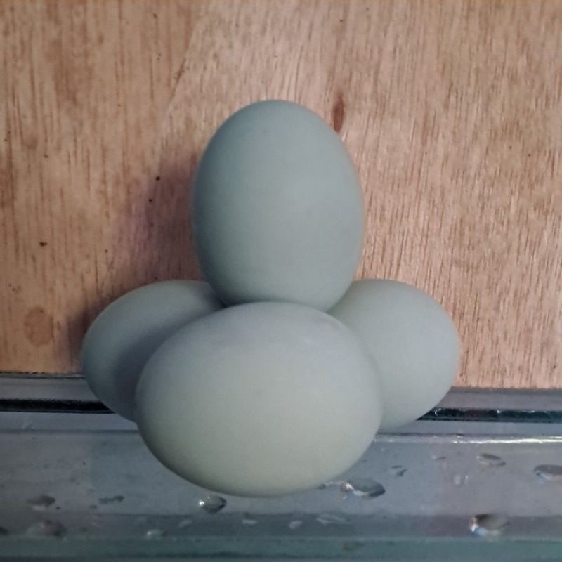 

Telor asin home made isi 4