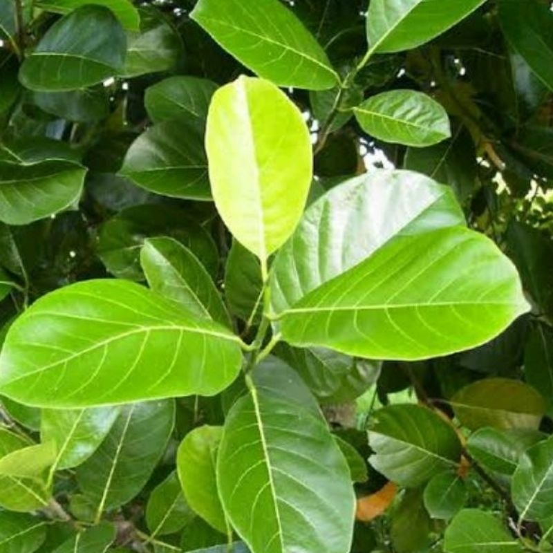 

DAUN NANGKA SEGAR 100 LEMBAR OBAT HERBAL