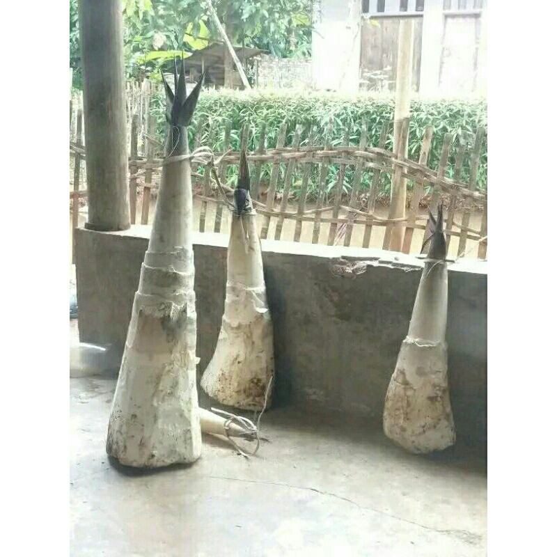 

sayuran iwung muda 2kg humbut iwung humbut bambu