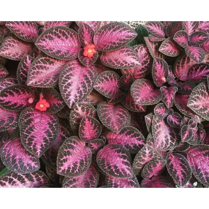 Tanaman Hias Episcia Merah - Tanaman Episcia