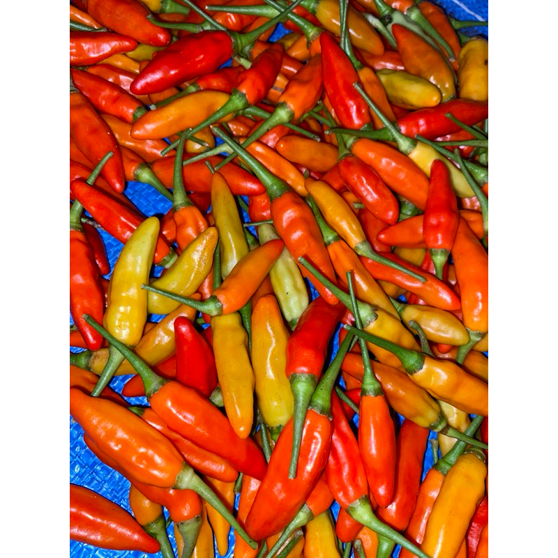 

CABAI RAWIT MERAH FRESH LANGSUNG DARI PETANI