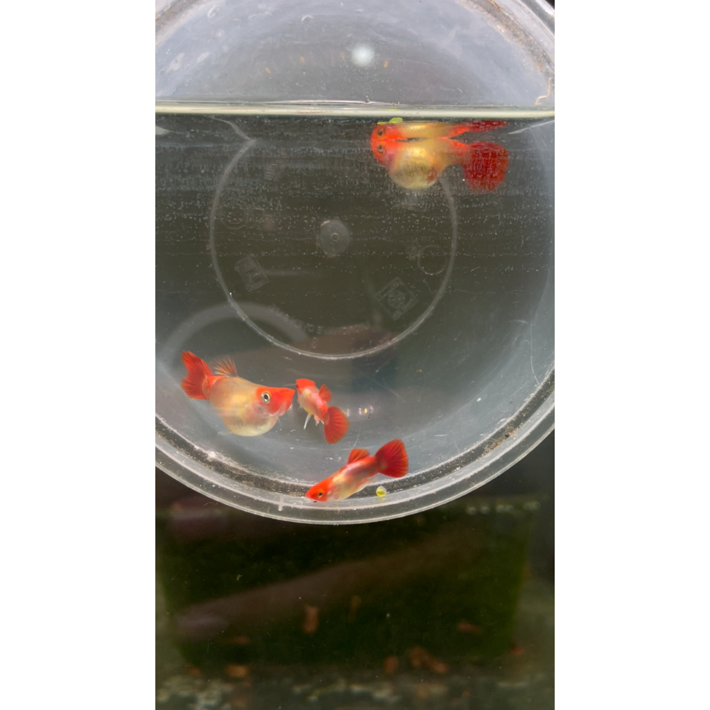 Hiasan Aquarium GUPPY BLONDE KOI SHORT BODY