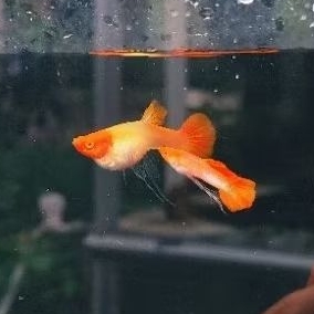 Albino Koi Ribbon