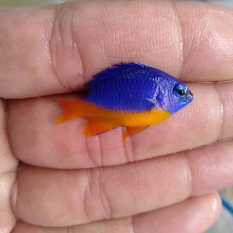 ikan hias laut betok kupang