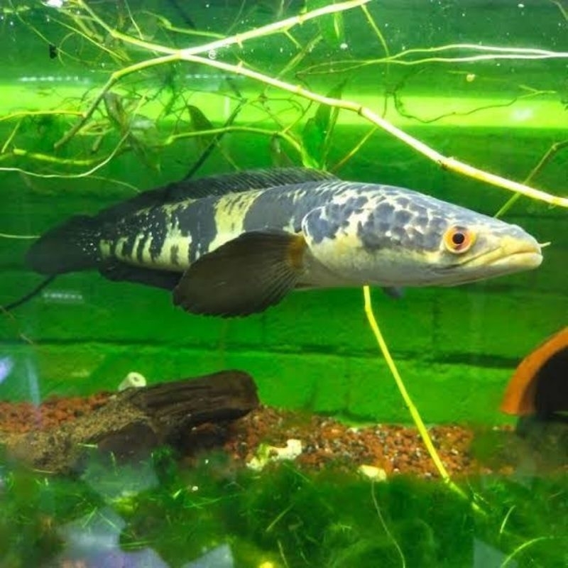 Channa marulius 4/5 cm bahan terbaik