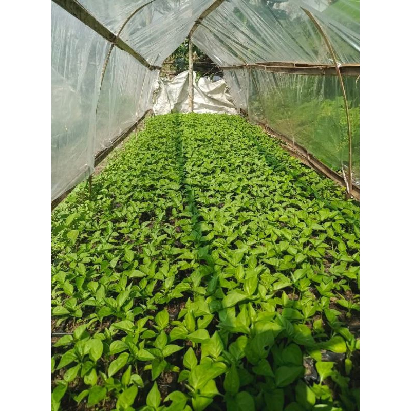 Bibit Cabe Rawit Pedas Ori 212