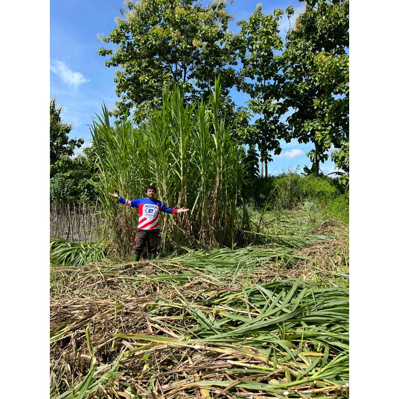 Bibit Rumput Pakan Ternak Berkualitas  GAMA UMAMI