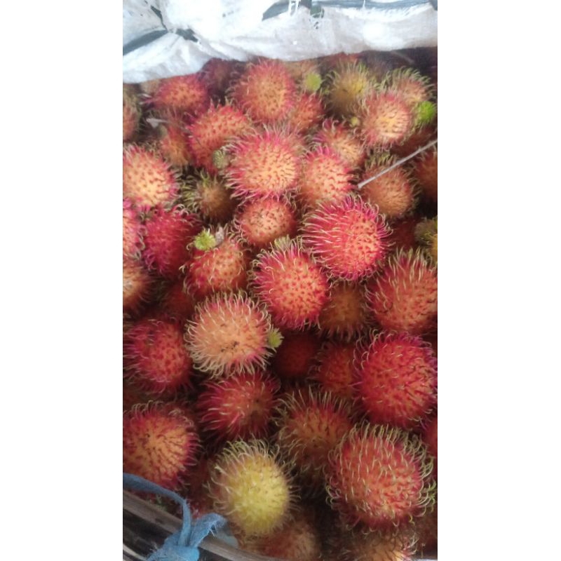 

buah rambutan