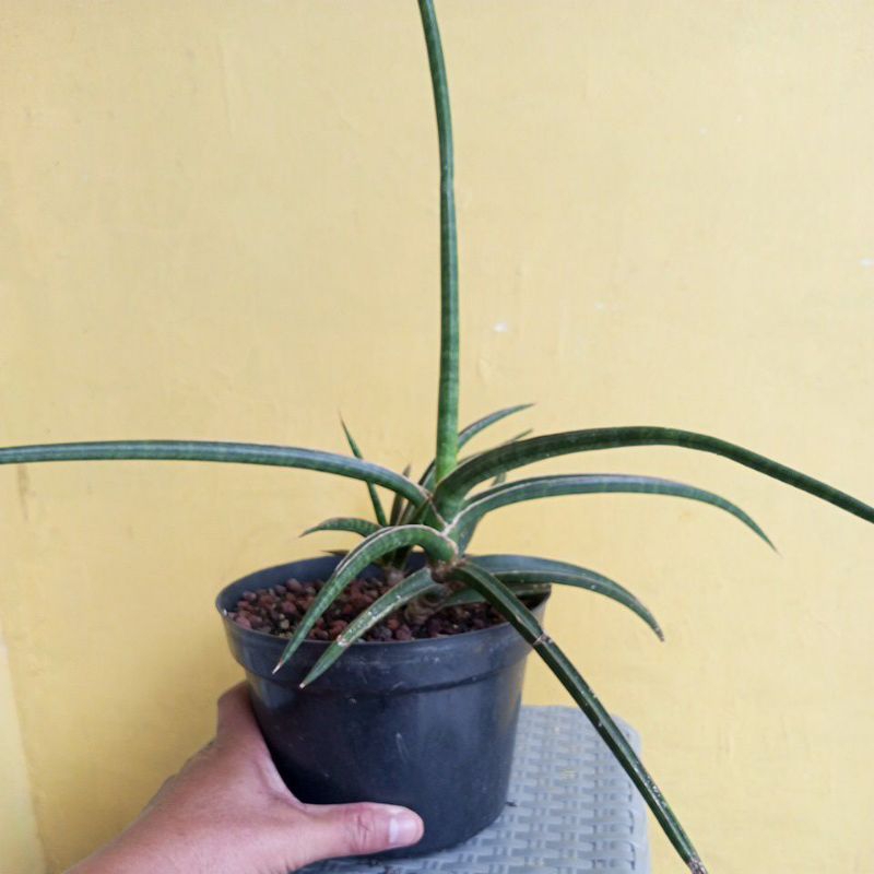 sanseveria gracilis
