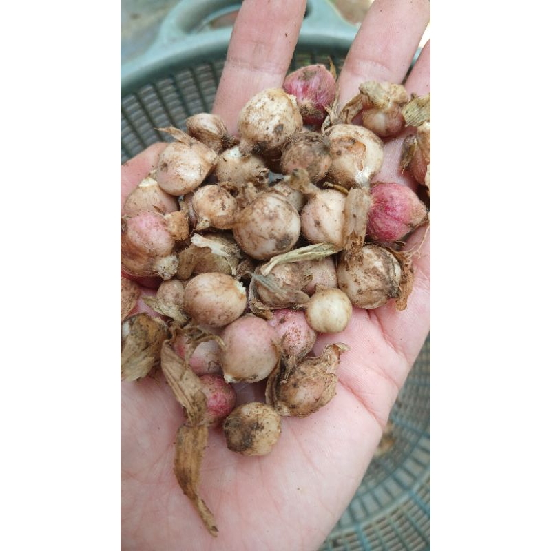 

Kapolaga Segar Asli | 100% Kapulaga Basah Berkualitas Tinggi | 1 Kilogram