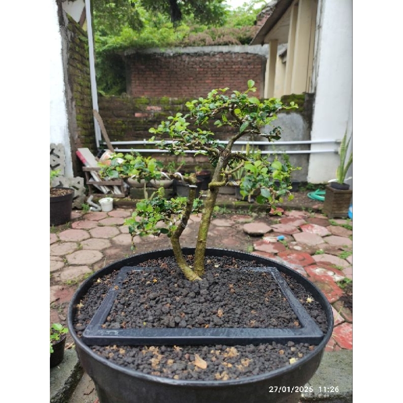 Bonsai Serut Rimbun (Ukuran small Real Pict)