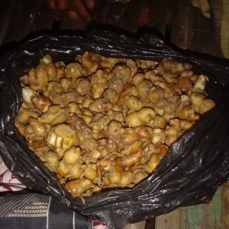 

Kencur/cikur Madura 1kg