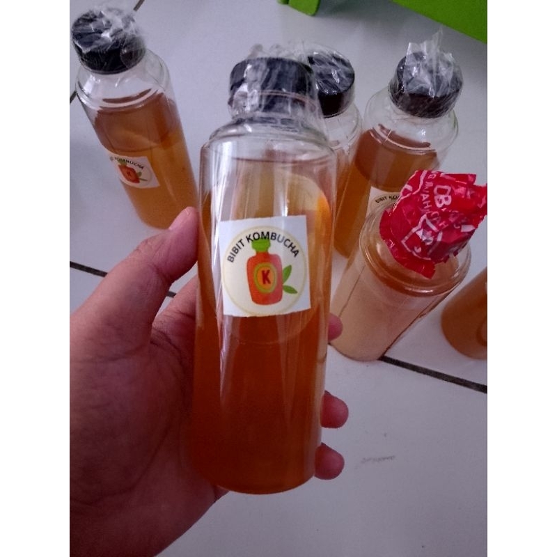 

Bibit Scoby Kombucha Premium