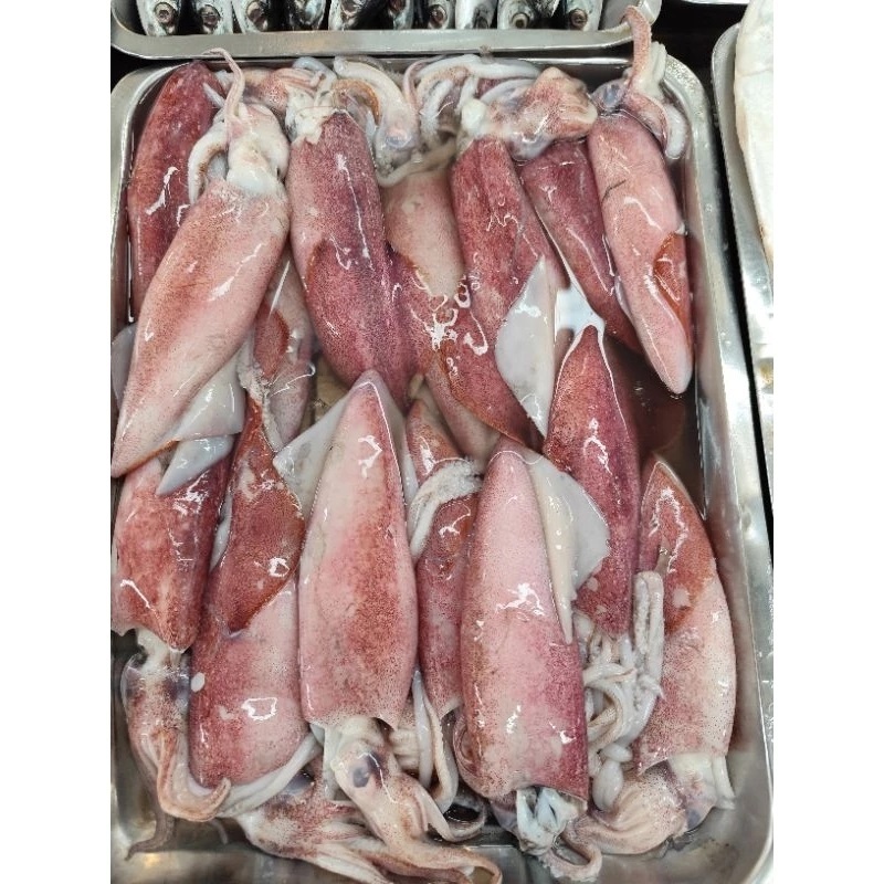 

Cumi Bangka Fresh Kwalitas Premium 1kg