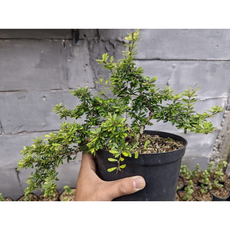 Bonsai Saeng Simbur Micro Vietnam Varigata Kuning (real pict)