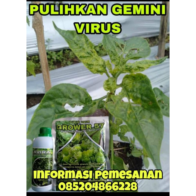 

paket kriting daun cabai