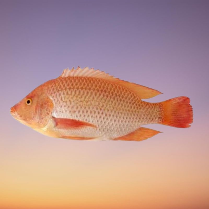

( 500 gram ) ~ IKAN NILA SEGAR SUDAH BERSIH