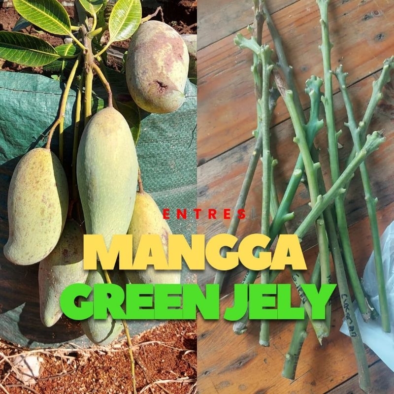 ENTRES MANGGA GREENJELLY