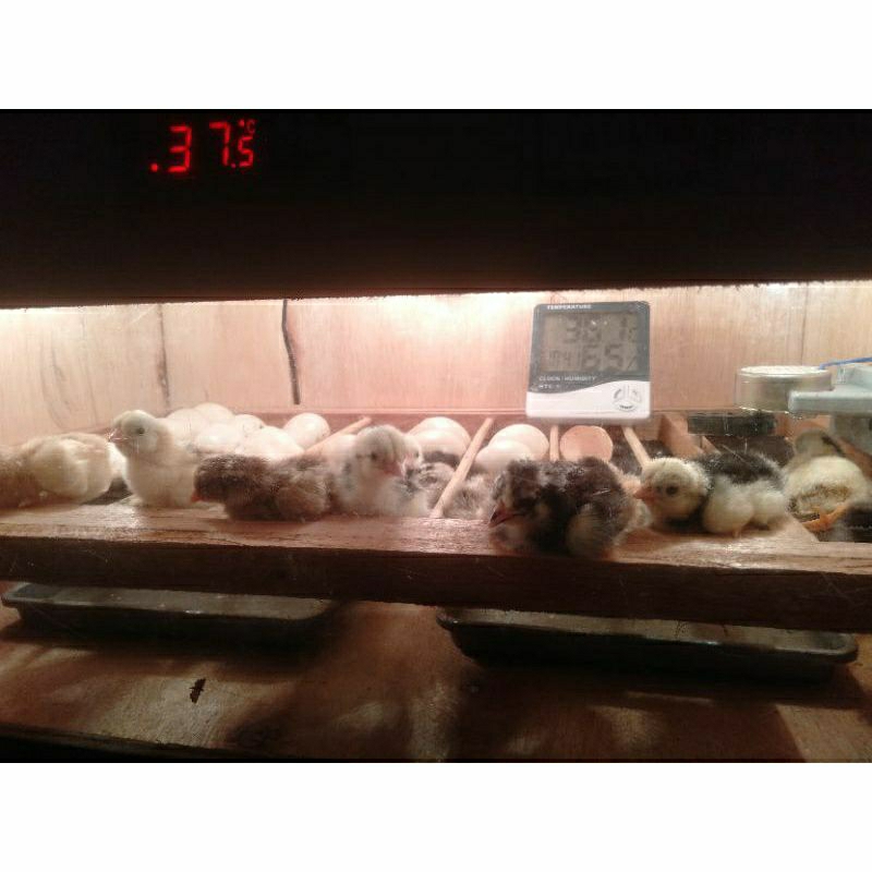 mesin tetas telur Full otomatis kapasitas 60 telur